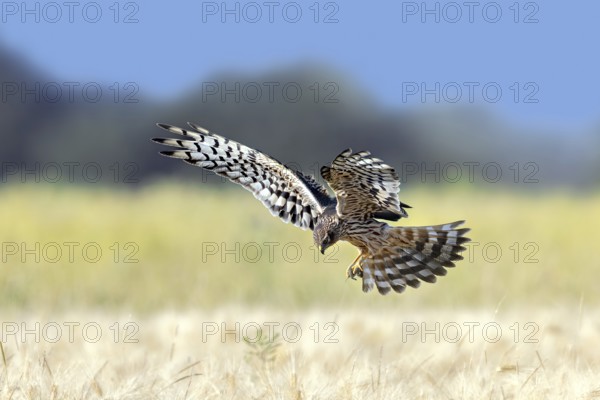 Montagu's harrier (Circus pygargus) adult female with caught mouse prey in its talons flying over wheat field, cornfield