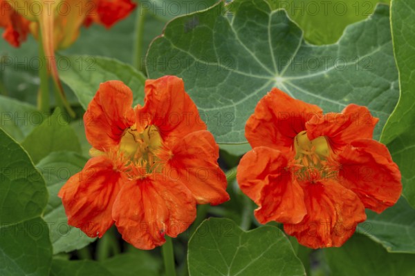 Garden nasturtium, Indian cress, monk's cress (Tropaeolum majus), edible flower in herb garden