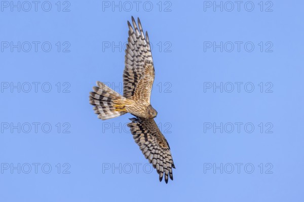 Montagu's harrier (Circus pygargus) adult female in flight against blue sky