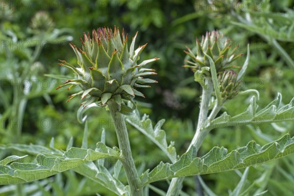 Cardoon, artichoke thistle (Cynara cardunculus, Carduus cardunculus) close-up of pseudanthium, flower heads in early summer