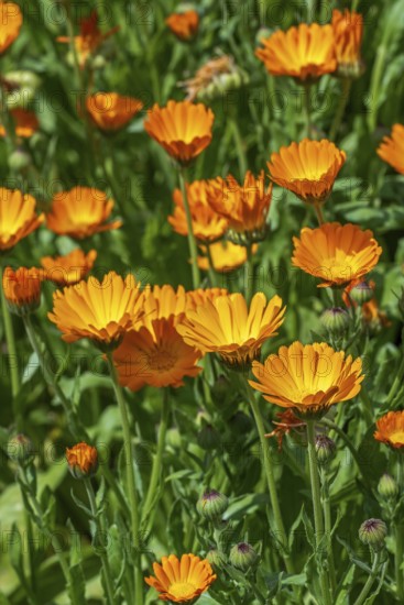 Mary's gold, common marigold, pot marigold, Scotch marigold, ruddles (Calendula officinalis, Calendula aurantiaca) in flower in garden