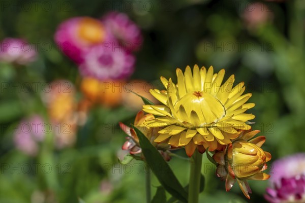 Colourful yellow everlasting flower, strawflower (Xerochrysum bracteatum, Bracteantha bracteata) cultivar in flower garden