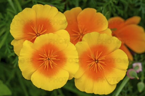 California poppies, golden poppy, Mexican poppy, California sunlight (Eschscholzia californica) in flower, native to the United States and Mexico