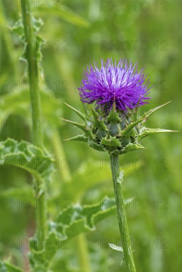 Milk thistle, blessed milkthistle, Marian thistle, Mary thistle (Silybum marianum, Carduus marianus) in flower