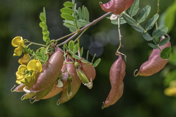 Bladder-senna (Colutea arborescens), leguminous shrub in flower with inflated bladdery pods, native to Europe and North Africa
