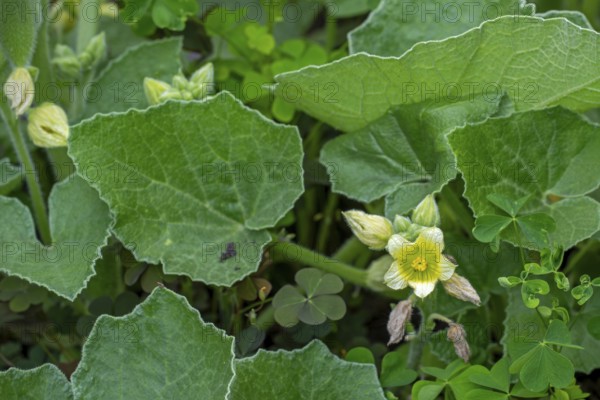 Squirting cucumber, noli me tangere, touch-me-not (Ecballium elaterium) close-up of flower and leaves in late spring, early summer