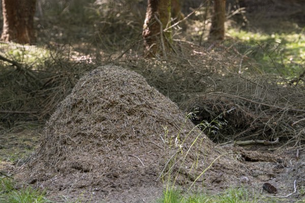 Anthill, nest of red wood ants (Formica rufa), large dome-shaped mound of twigs and conifer needles in coniferous forest in summer