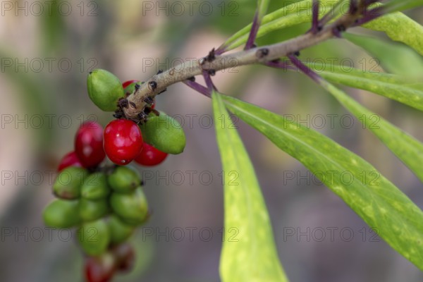 Mezereum, mezereon, February daphne, spurge laurel, spurge olive (Daphne mezereum) close-up of red and green drupes in early summer