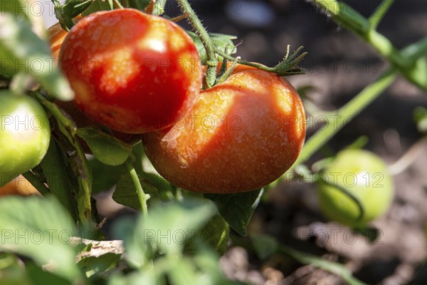Close-up of tomatoes in the garden