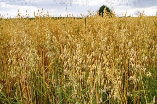 Agriculture, field with grain, oats, shortly in front of harvest, near Nettetal, on the Lower Rhine, North Rhine-Westphalia, Germany