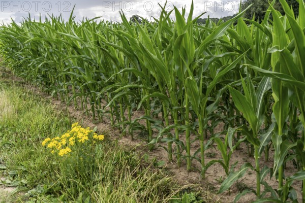 Agriculture, field with maize, still growing, near Nettetal, on the Lower Rhine, North Rhine-Westphalia, Germany