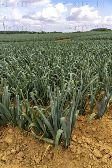 Agriculture, field with leeks, leek, shortly in front of harvest, near Nettetal, on the Lower Rhine, North Rhine-Westphalia, Germany