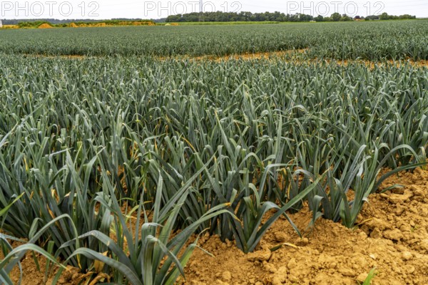 Agriculture, field with leeks, leek, shortly in front of harvest, near Nettetal, on the Lower Rhine, North Rhine-Westphalia, Germany