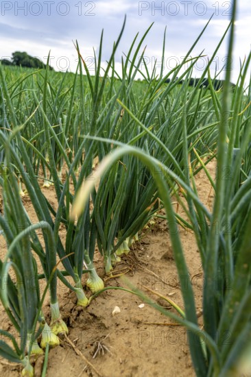 Agriculture, field with onions, shortly in front of harvest, near Nettetal, on the Lower Rhine, North Rhine-Westphalia, Germany