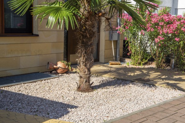 Well-kept front garden with palm tree and ornamental gravel and flowering oleander on the side