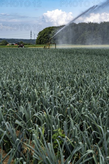 Agriculture, artificial irrigation of a field, sprinkler system, leek, leek, east of Nettetal, on the Lower Rhine, North Rhine-Westphalia, Germany