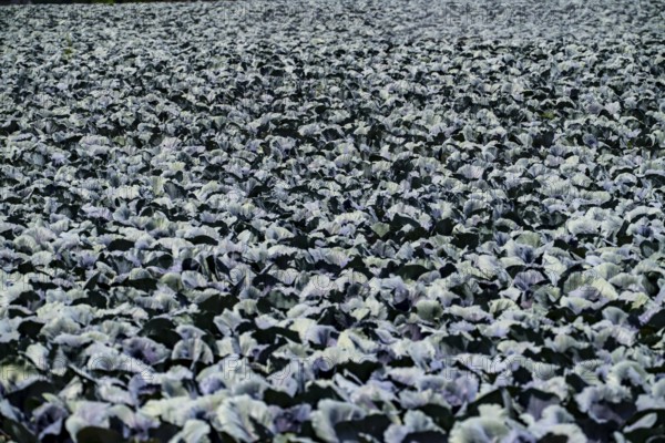Agriculture, artificial irrigation of a field, irrigation system, cabbage cultivation, red cabbage, near Kempen on the Lower Rhine, North Rhine-Westphalia, Germany