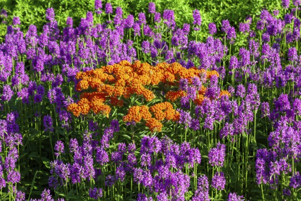 Detroit, Michigan - The orange Butterfly weed (Asclepias tuberosa) is blooming in the 2.6-acre, $4.2 million public garden designed by prominent Dutch garden designer, Piet Oudolf. The garden is on Belle Isle, an island state park in the Detroit River