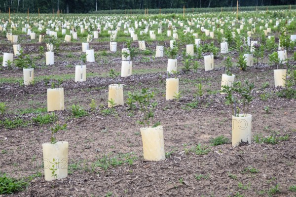 West Olive, Michigan - Plants in containers on a farm in west Michigan