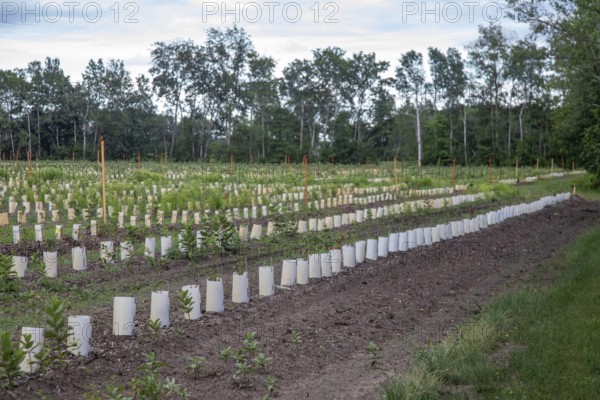 West Olive, Michigan - Plants in rows of containers on a farm in west Michigan. Irrigation sprinklers are on poles throughout the field