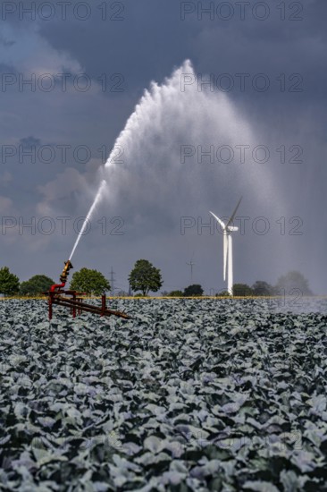 Agriculture, artificial irrigation of a field, irrigation system, cabbage cultivation, red cabbage, near Kempen on the Lower Rhine, North Rhine-Westphalia, Germany