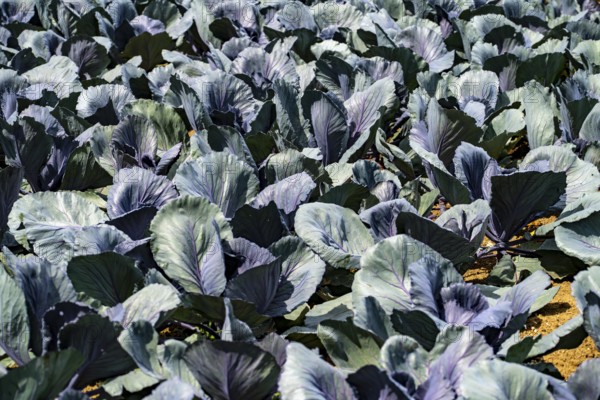 Agriculture, artificial irrigation of a field, irrigation system, cabbage cultivation, red cabbage, near Kempen on the Lower Rhine, North Rhine-Westphalia, Germany