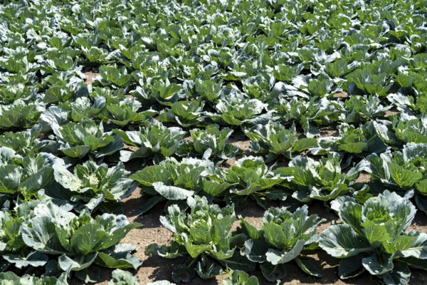 Agriculture, fields, cabbage cultivation, white cabbage, near Kempen on the Lower Rhine, North Rhine-Westphalia, Germany