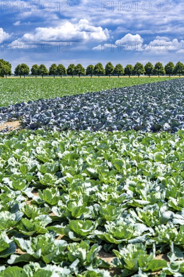 Agriculture, fields, cabbage cultivation, red cabbage and white cabbage, near Kempen on the Lower Rhine, North Rhine-Westphalia, Germany