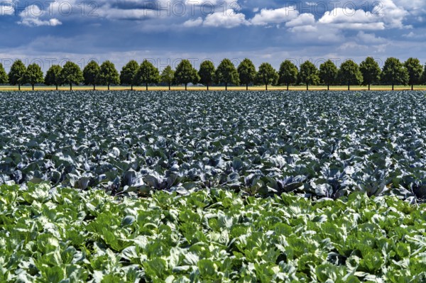 Agriculture, fields, cabbage cultivation, red cabbage and white cabbage, near Kempen on the Lower Rhine, North Rhine-Westphalia, Germany