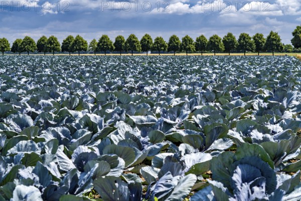 Agriculture, fields, cabbage cultivation, red cabbage, near Kempen on the Lower Rhine, North Rhine-Westphalia, Germany
