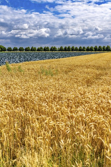 Agriculture, fields, wheat on the right, cabbage cultivation on the left, red cabbage, near Kempen on the Lower Rhine, North Rhine-Westphalia, Germany