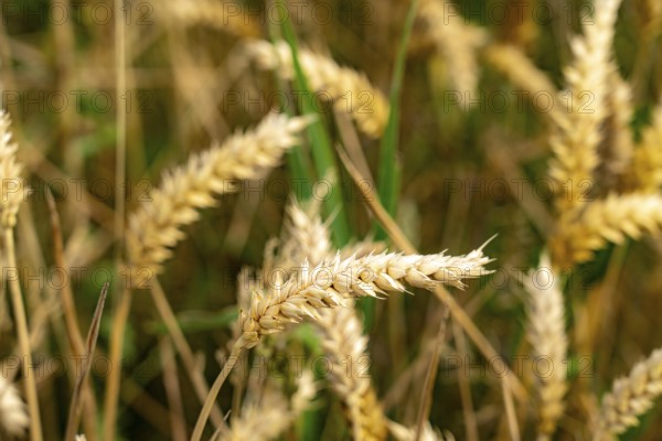 Agriculture, wheat, ears of wheat, near Kempen on the Lower Rhine, North Rhine-Westphalia, Germany