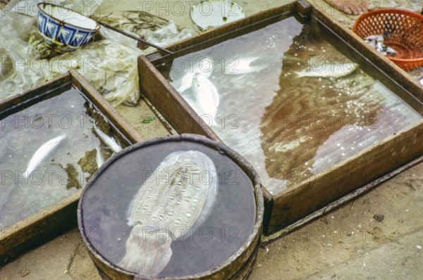 Cuttlefish and other fishes for sale live in water, Castle Peak, New Territories, Hong Kong, Asia, 1964