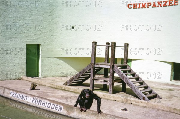 Sad looking chimpanzee in boring sterile Ape House enclosure, Dudley Zoo, West Midlands, England, UK 1970s