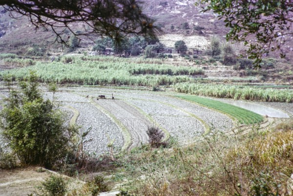 Newly ploughed fields, woman and water buffalo in field with plough, farmland countryside, Tai Tei Tong village, Lantua Island, New Territories, Hong Kong, Asia 1964