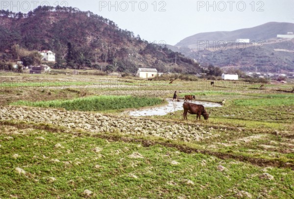 Farmland countryside, Tai Tei Tong village, Silver Mine Bay Mui Wo, Lantua Island, New Territories, Hong Kong, Asia 1964