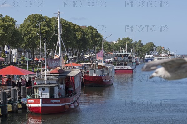Boats, flying seagull, Der alte Strom, Warnemünde, Rostock, Mecklenburg-Vorpommern, Germany