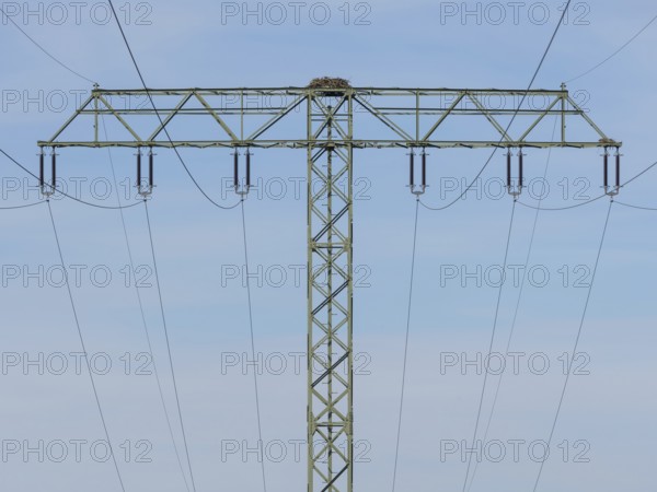 An osprey nest on a power pole, Mecklenburg-Western Pomerania, Müritz region, Germany