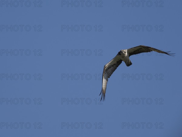 An osprey in flight (Pandion haliaetus), Mecklenburg-Western Pomerania, Müritz region, Germany