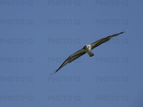 An osprey (Pandion haliaetus) in flight, Mecklenburg-Western Pomerania, Müritz region, Germany