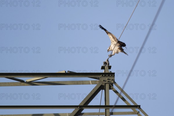 Osprey (Pandion haliaetus) landing on a power pole, Mecklenburg-Western Pomerania, Müritz region, Germany
