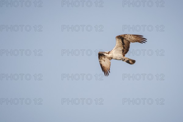 Osprey (Pandion haliaetus) in flight, Mecklenburg-Western Pomerania, Müritz region, Germany