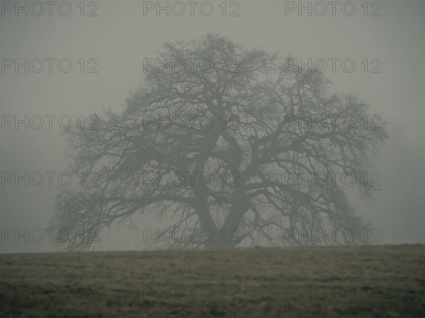 Trees in the early morning fog, Mecklenburg-Vorpommern, Mecklenburg-Vorpommern, Germany