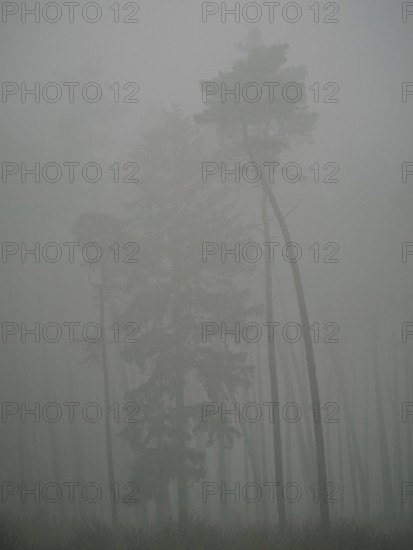 Pine forest in early morning fog, Mecklenburg-Western Pomerania, Germany