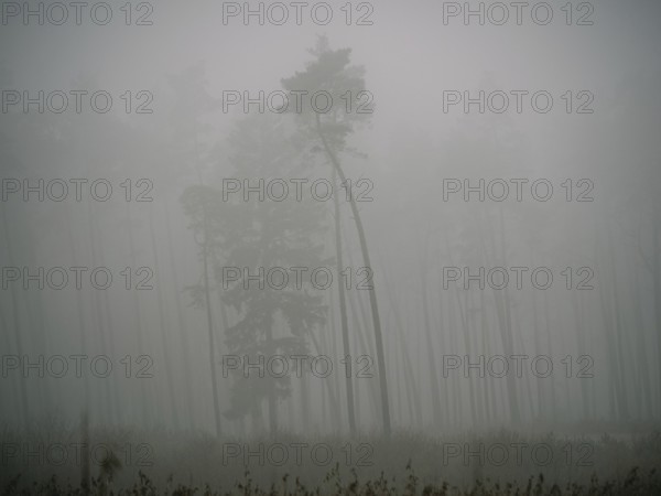 Trees in the early morning fog, Mecklenburg-Western Pomerania, Germany