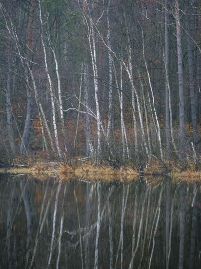 A birch forest reflected in a water surface, Mecklenburg-Vorpommern, Germany