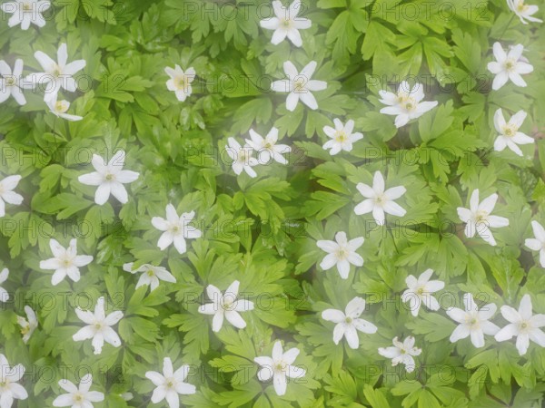Dreamlike wood anemone (Anemone nemorosa), Mecklenburg-Vorpommern, Germany