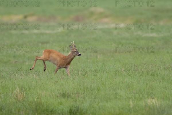 Roebuck (Capreolus capreolus), Mecklenburg-Western Pomerania, Müritz region, Germany