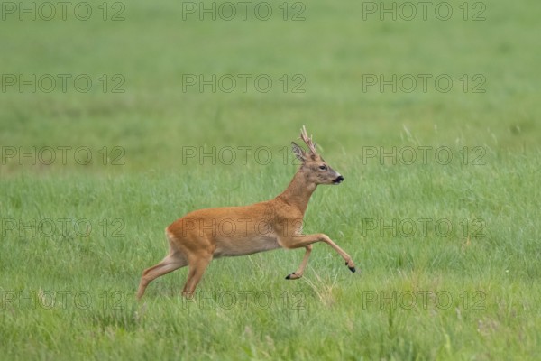 Roebuck (Capreolus capreolus) jumping, Mecklenburg-Western Pomerania, Müritz region, Germany