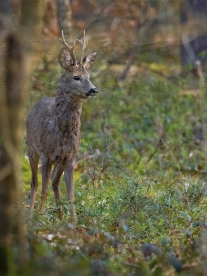 Roebuck (Capreolus capreolus), Mecklenburg-Western Pomerania, Müritz region, Germany